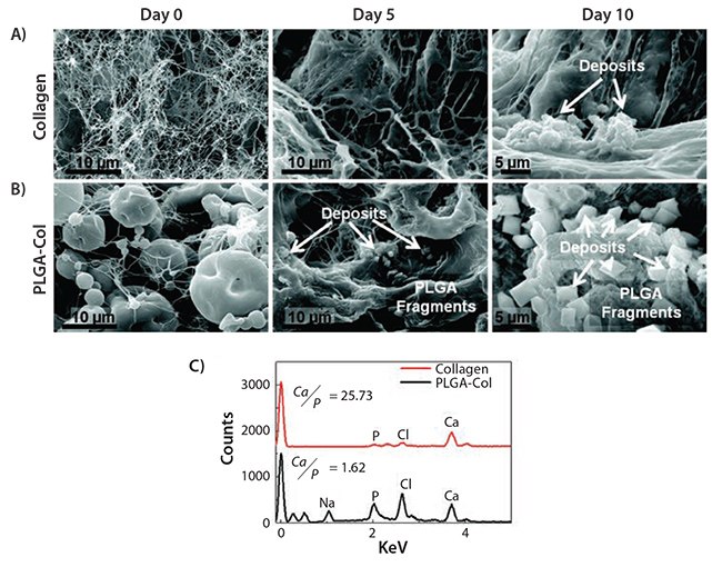 Analysis of minerals formed within MSC-encapsulating hydrogels Analysis of minerals formed within MSC-encapsulating hydrogels