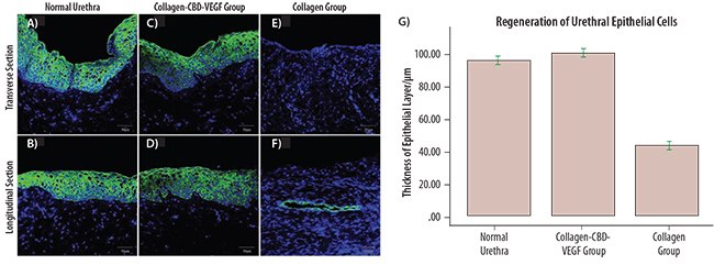 Immunofluorescence staining of the normal urethra Immunofluorescence staining of the normal urethra