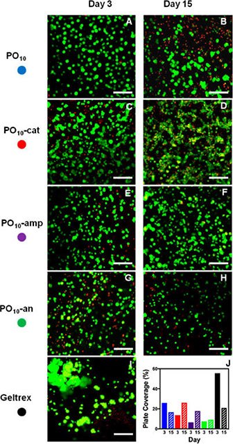 Print 3D encapsulation of ARPE-19 retinal epithelial cells imaged using confocal microscopy