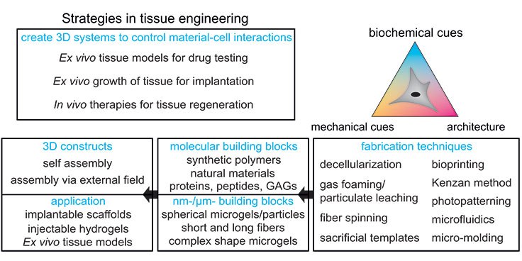 Strategies for designing tissue engineering constructs Strategies for designing tissue engineering constructs