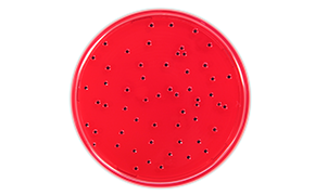 Protocol: <i>Salmonella</i> Detection Procedure (EN ISO 6579-1) Protocol: <i>Salmonella</i> Detection Procedure (EN ISO 6579-1)