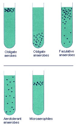 Osmotic Pressure microaerophiles