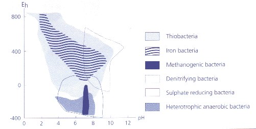 Redox Potential The relationship between redox potential, pH and microbial growth