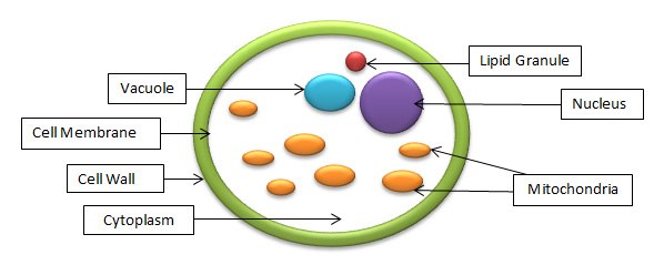 typical-yeast-cell Diagram of a typical yeast cell