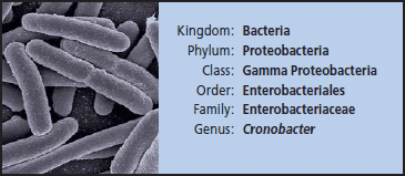 Bacteria Bacteria