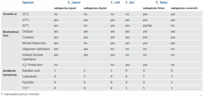 Table of differentiating characteristics of Campylobacter Table of differentiating characteristics of Campylobacter