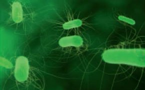 Differentiation of <i>Escherichia coli</i> from coliforms