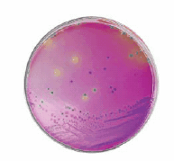 HiCrome™ Cronobacter spp. Agar (Sigma-Aldrich 92324) HiCrome™ Cronobacter spp. Agar (Sigma-Aldrich 92324)