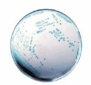 HiCrome™ Cronobacter spp. Agar, Modified (Sigma-Aldrich 14703), HiCrome™ Cronobacter spp. Agar, Modified (Sigma-Aldrich 14703)
