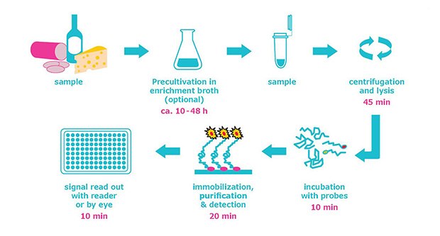 HybriScan<sup>®</sup> system screening workflow with analysis time of approx. 2–2.5 hours HybriScan® system screening workflow