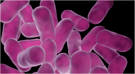 Lactobacilli Lactobacilli (beer spoilage organisms)