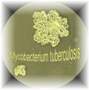 mycobacteria-identification-a Typical colony of Mycobacterium tuberculosis seen under a microscope with 10x magnification