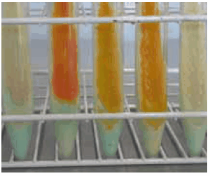 mycobacteria-identification-c Different mycobacteria species grown on TB-Medium Base according to Löwenstein- Jensen