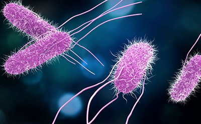 Article: <i>Salmonella</i> Contamination and Rapid Detection Methods