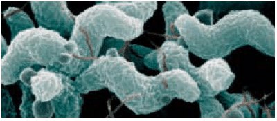 Scanning electron microscope Scanning electron microscope