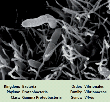 Vibrio vulnificus Vibrio vulnificus