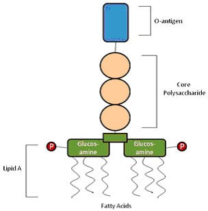 Structure and physical properties of bacterial endotoxin Structure and physical properties of bacterial endotoxin
