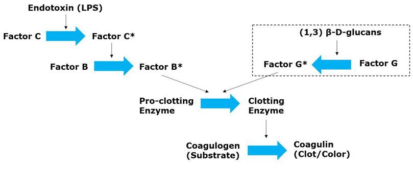 LAL assay test principle. LAL assay test principle.
