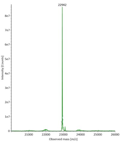 Deconvoluted mass spectra of light chain of fully reduced SigmaMAb reference Deconvoluted mass spectra obtained for light chain of fully reduced SigmaMAb reference with a distinct peak at an observed mass of 22942