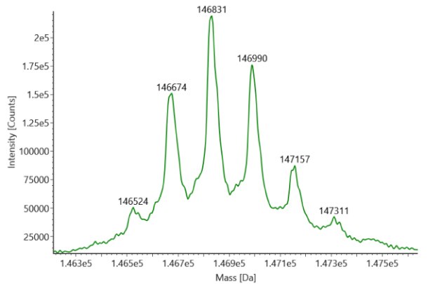 Deconvoluted mass spectra for non-reduced SigmaMAb reference Deconvoluted mass spectra obtained for non-reduced SigmaMAb reference (MSQC4) with six distinct peaks at observed mass values of 146524, 146674, 146831, 146990, 147157, and 147311.