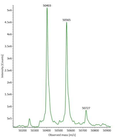 Deconvoluted mass spectra of heavy chain of fully reduced SigmaMAb reference Deconvoluted mass spectra of the heavy chain from fully reduced SigmaMAb reference reveal three distinct peaks observed at mass values of 50403, 50565, and 50727 respectively, from left to right.