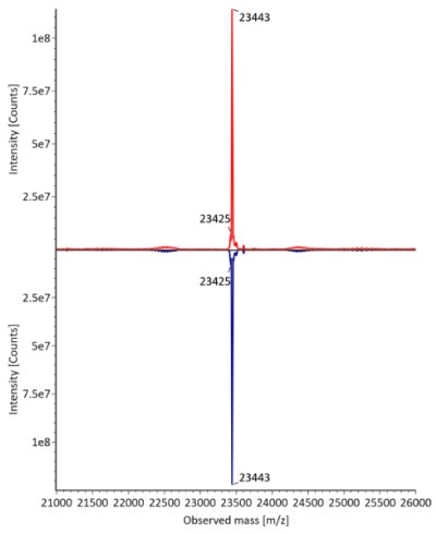 Deconvulated mass spectra for light chain of fully reduced trastuzumab. Red: Innovator; Blue: Biosimilar. Deconvulated mass spectra for light chain of fully reduced trastuzumab with a distinct peak observed at a mass of 23443. The innovator is represented by a red curve, while the biosimilar is depicted by a blue curve, with intensity measured in counts on the y-axis and observed mass on the x-axis.