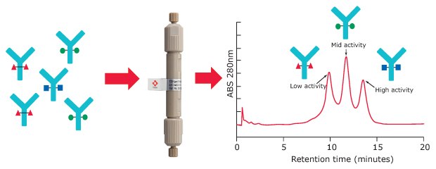 Separation of glycoforms in an antibody sample by FcγRIIIa affinity chromatography Representation of FcγRIIIa receptor affinity chromatography for the separation of glycoforms in an antibody sample based on their binding strength to the FcR ligand