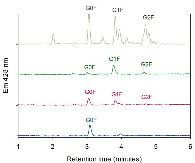 HILIC Analysis of Oligosaccharides of the three FcR Affinity Fractions (Peak 1 blue, Peak 2 red, Peak 3 green) compared with a 2-AB Labeled Biantennary Glycan Library (grey). HILIC Analysis of Oligosaccharides of the three FcR Affinity Fractions (Peak 1 blue, Peak 2 red, Peak 3 green) compared with a 2-AB Labeled Biantennary Glycan Library (grey).