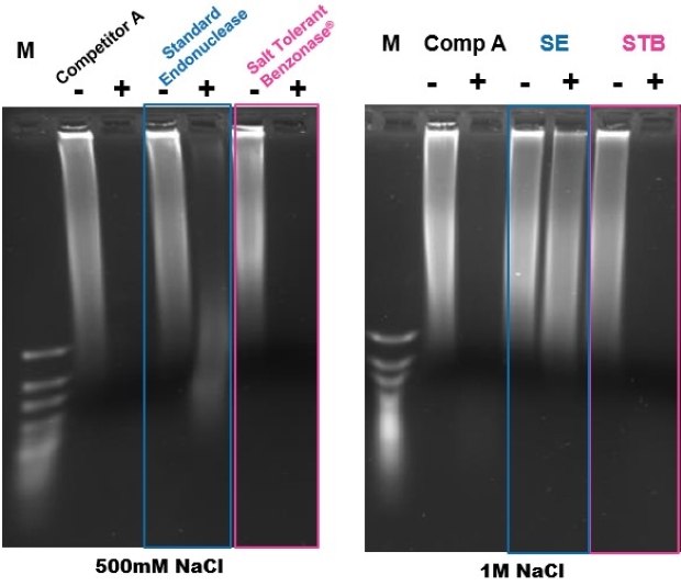 Gel electrophoresis showing complete digestion of DNA using Benzonase® Salt Tolerant endonuclease 500mM 및 1M 염에 대한 겔 전기영동법에서 보여지듯이 DNA는 Benzonase<sup>®</sup> 내염성 엔도뉴클레아제 사용으로 완전히 절단되었습니다.