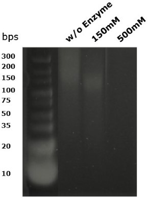 Gel electrophoresis showing DNA fragment size following digestion with Benzonase® Salt Tolerant endonuclease 150mM보다 높은 염의 겔 전기영동법에서 보여지듯이 Benzonase<sup>®</sup> 내염성 엔도뉴클레아제는 DNA를 검출할 수 없는 수준으로 10 염기쌍 크기보다 작게 절단합니다.