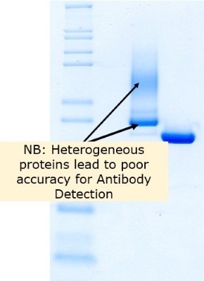 Identity and purity of Benzonase® Salt Tolerant Endonuclease and competitor A as shown by reducing SDS-PAGE 환원식 SDS-PAGE를 사용하여 Benzonase<sup>®</sup> 내염성 엔도뉴클레아제가 경쟁사 제품 A와 비교하여 더 나은 동일성과 순도를 보여줍니다.