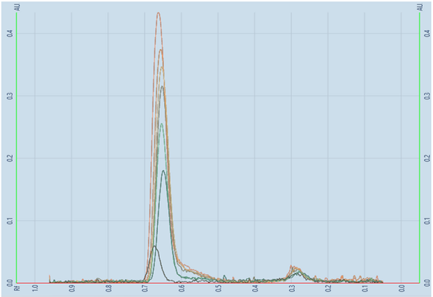Linearity scan of betamethasone sodium phosphate. A TLC-densitogram, obtained for the developed plate using a TLC analyzer and scanned at 254 nm. The y-axis represents the detector response in absorbance units (AU) with major tick marks at 0.1, 0.2, 0.3, 0.4. The x-axis displays the retention factor, with major tick marks at intervals of 0.1, ranging from 0.0 to 1.0 (from right to left). It shows an overlay of peaks formed between Rf values of 0.7 and 0.6, of increasing heights obtained for the seven individual tracks.