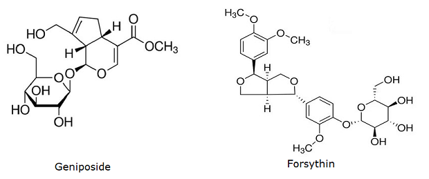 The image presents the chemical structures of two compounds: Geniposide and Forsythin. Geniposide, on the left, features a complex multi-ring system with several hydroxyl (OH) groups and a methoxy group (OCH3), displaying both cyclic and acyclic components. Forsythin, on the right, also has a detailed arrangement with multiple rings, hydroxyl groups, and methoxy groups (OCH3). The image presents the chemical structures of two compounds: Geniposide and Forsythin. Geniposide, on the left, features a complex multi-ring system with several hydroxyl (OH) groups and a methoxy group (OCH3), displaying both cyclic and acyclic components. Forsythin, on the right, also has a detailed arrangement with multiple rings, hydroxyl groups, and methoxy groups (OCH3).