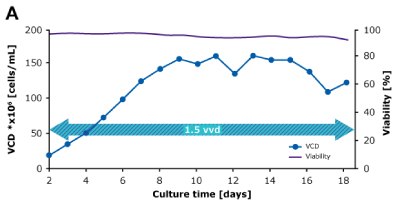In dynamic perfusion, a high viable cell density (VCD) of 150 × 10^6 cells/mL at 1.5 VVD was achieved, and both volumetric (VP) and cell specific (qP) productivities were increased over time. In steady state perfusion, target VCD of 50 × 10^6 cells/mL was maintained at 1.5 and 1.0 VVD, and both VP and qP remained stable. In dynamic perfusion, a high viable cell density (VCD) of 150 × 10^6 cells/mL at 1.5 VVD was achieved, and both volumetric (VP) and cell specific (qP) productivities were increased over time. In steady state perfusion, target VCD of 50 × 10^6 cells/mL was maintained at 1.5 and 1.0 VVD, and both VP and qP remained stable.
