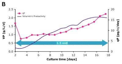 In dynamic perfusion, a high viable cell density (VCD) of 150 × 10^6 cells/mL at 1.5 VVD was achieved, and both volumetric (VP) and cell specific (qP) productivities were increased over time. In steady state perfusion, target VCD of 50 × 10^6 cells/mL was maintained at 1.5 and 1.0 VVD, and both VP and qP remained stable. In dynamic perfusion, a high viable cell density (VCD) of 150 × 10^6 cells/mL at 1.5 VVD was achieved, and both volumetric (VP) and cell specific (qP) productivities were increased over time. In steady state perfusion, target VCD of 50 × 10^6 cells/mL was maintained at 1.5 and 1.0 VVD, and both VP and qP remained stable.