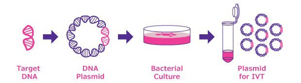 Steps in plasmid generation for in vitro transcription (IVT). Steps in plasmid generation for in vitro transcription (IVT).