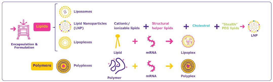Several mRNA delivery systems are available. Several mRNA delivery systems are available