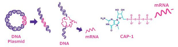 Steps in the synthesis of mRNA Steps in the synthesis of mRNA