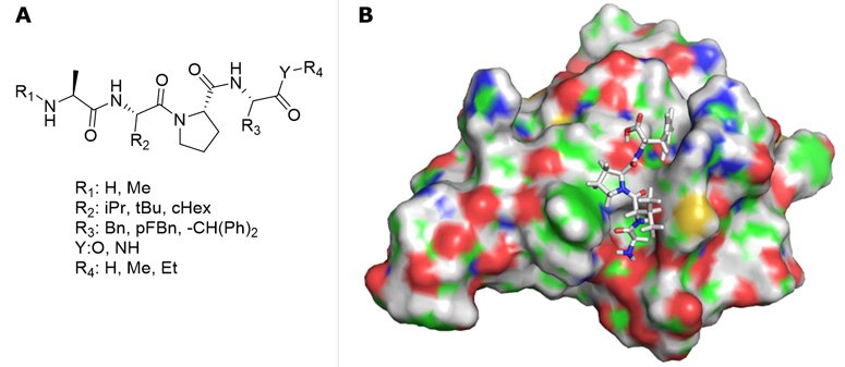 A) AVPI-mimetics library diversification for virtual screening. B) Representative docking of AVPF. A) AVPI-mimetics library diversification for virtual screening. B) Representative docking of AVPF.