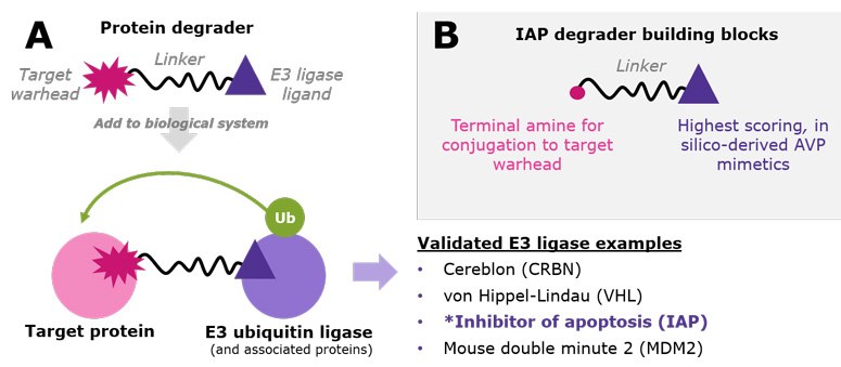 A.) Protein degraders are bifunctional small molecules that recruit a target protein to an E3 ubiquitin ligase. This proximity facilitates polyubiquitination of the target protein, resulting in its proteasomal degradation. While the list is growing, examples of validated E3 ligases used in TPD research include CRBN, VHL, IAP, and MDM2. B.)  IAP degrader building blocks incorporate three novel virtual screening leads already conjugated to varied linkers with amine-terminal chemistry. A.) Protein degraders are bifunctional small molecules that recruit a target protein to an E3 ubiquitin ligase. This proximity facilitates polyubiquitination of the target protein, resulting in its proteasomal degradation. While the list is growing, examples of validated E3 ligases used in TPD research include CRBN, VHL, IAP, and MDM2. B.)  IAP degrader building blocks incorporate three novel virtual screening leads already conjugated to varied linkers with amine-terminal chemistry.