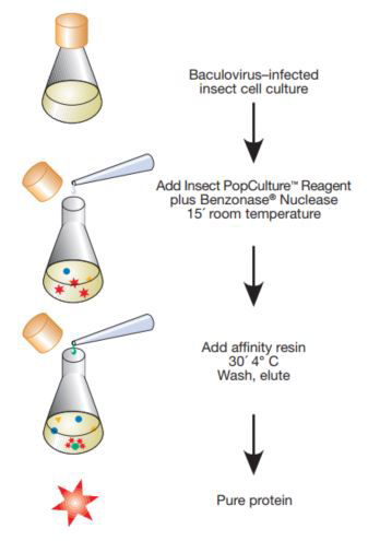 Centrifugation-free Protein Extraction and Purification from Total Cultures of Baculovirus-infected Insect Cells Insect PopCulture® Reagent method.