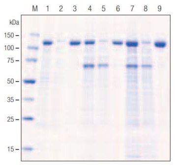 Centrifugation-free Protein Extraction and Purification from Total Cultures of Baculovirus-infected Insect Cells Purification of His•Tag® β-galactosidase