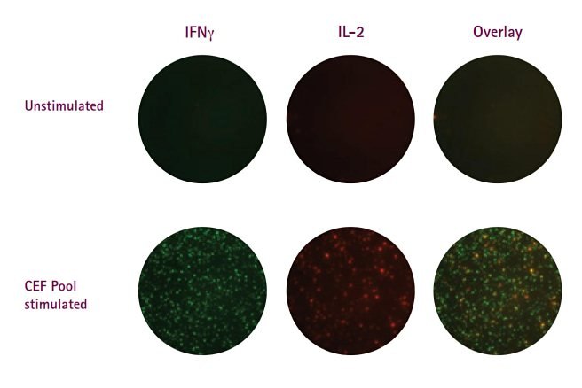 figure2-two-color-flurospot-multiscreen-hts FluoroSpot assays performed on the Multiscreen