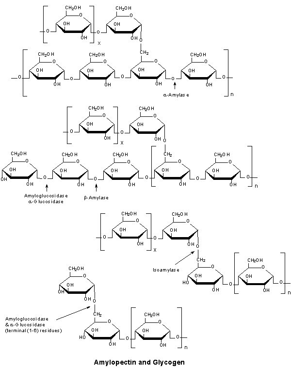 Amylopectin & Glycogen Amylopectin & Glycogen