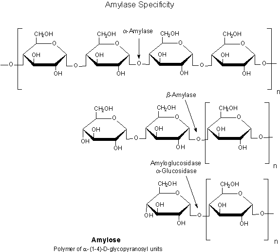 Amylase Specificity - Amylose  Amylase Specificity - Amylose