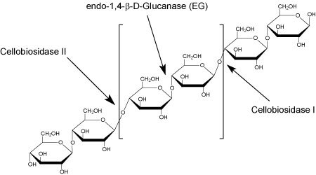 Cellulase Activities Cellulase Activities image