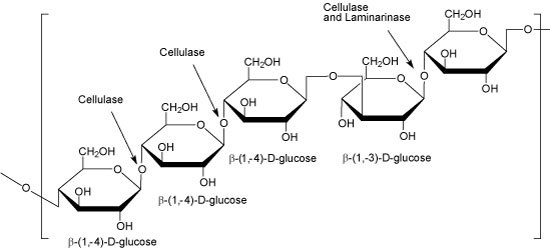 Cerial β-Glucan, Polymer of β-(1,4) glycopyranosyl units occring as predomiantly cellotriose and cellotetraose separated by single β-(1,3)-Dglycopyranosyl units. Cross-linking can occur within the consecutive cellotriose regions. Cerial β-Glucan image