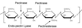 Homogalacturonan, Poly-α-(1,4)-Galacturonic acid backbone with random partial methylation and acetylation Homogalacturonan image
