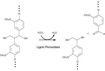 Lignin Peroxidase Lignin Peroxidase