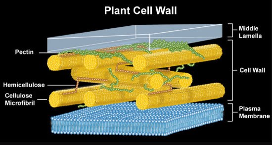 Plant Cell Wall Plant Cell Wall